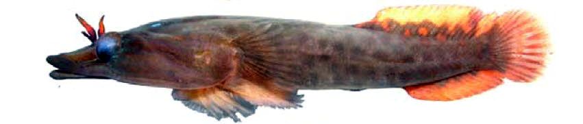 Lepadogaster purpurea_02